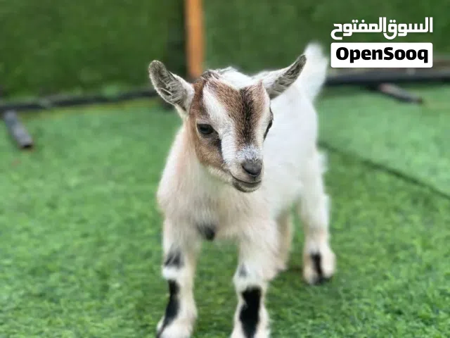 ماعز القزم بلجيكي متوفر جميع الماعز القزم بي الوانها السعر شامل التوصيل