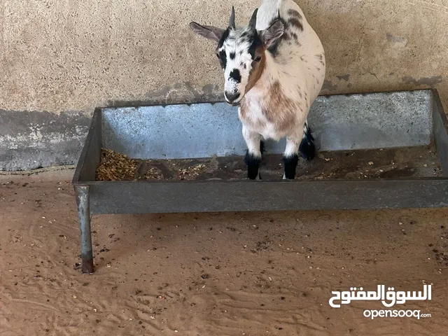 ماعز قزم ذكر