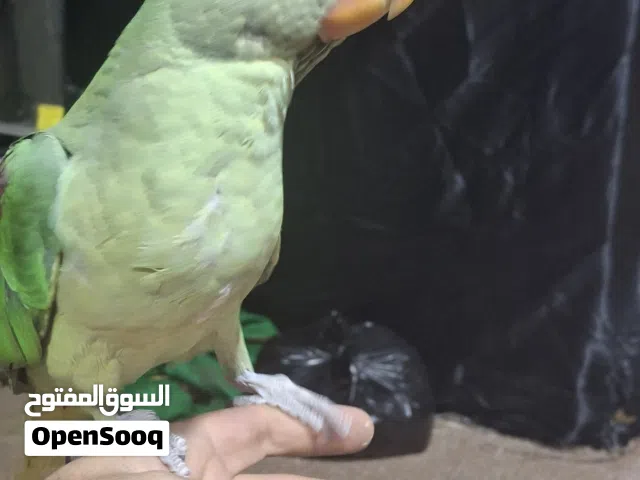 طير دره نيبالي