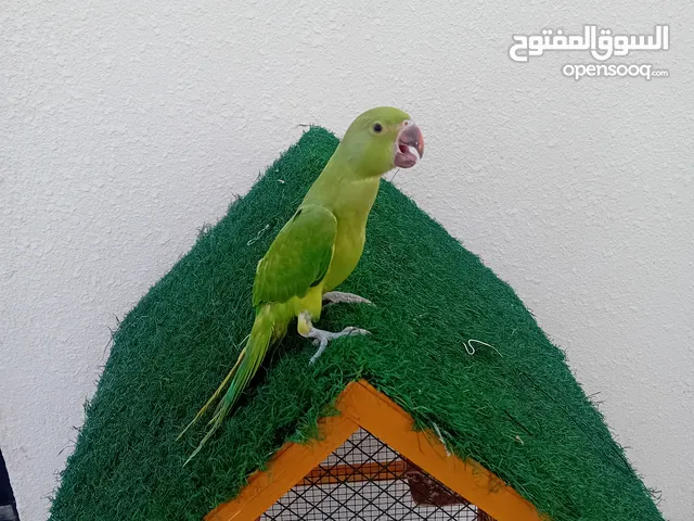ببغاء درة اليف السعر 20 ريال مع القفص ، موجود في البريمي