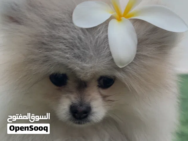 puppy high quality pom  mini size toy