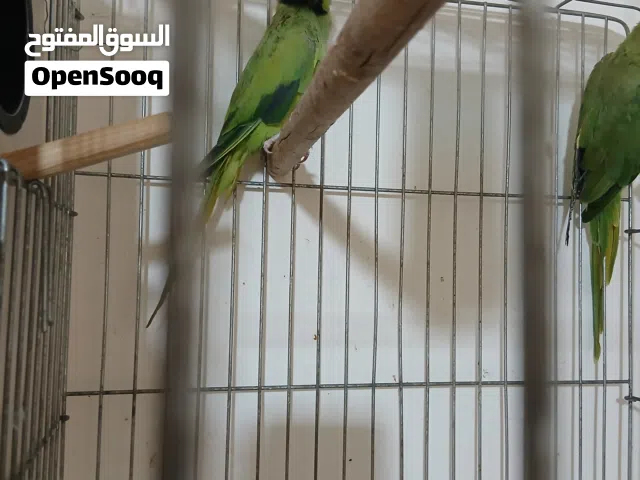 ابو احمد المصري