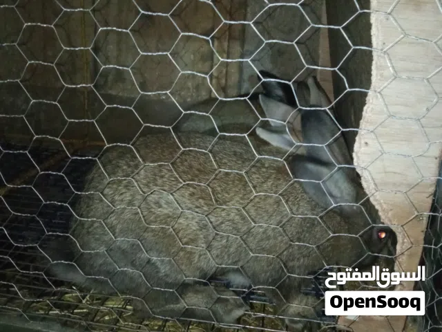 ارانب هجين بابيون فرنسي وارانب والفلاندر