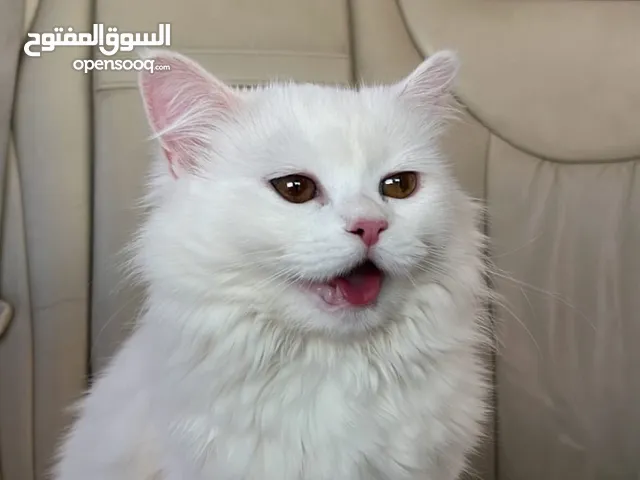 قطة شيرازية بنوع نادر للبيع