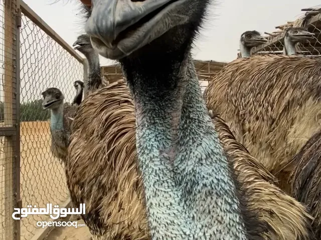 ازواج نعام الايمو