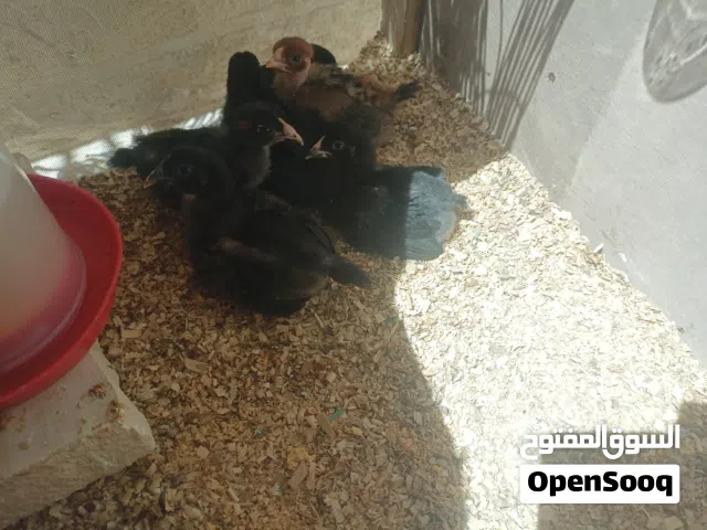 صيصان بلدي