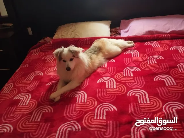 كلب منزلي جميل