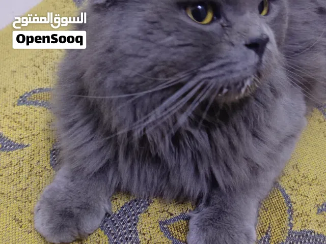 قط بريطاني للبيع