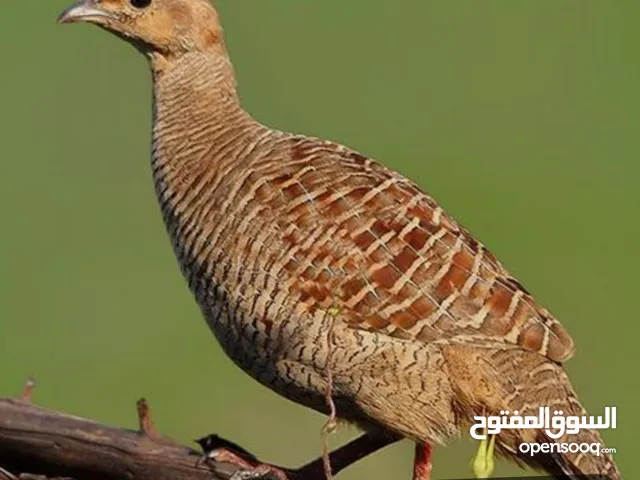 صفارد للبيع عمانيات