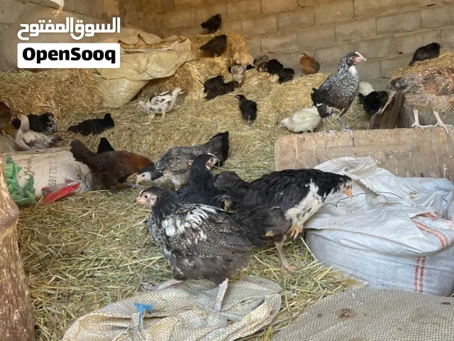 دجاج عربي ربي يبارك