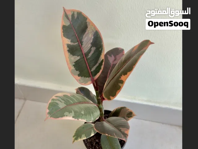 Premium Indoor Plants - نباتات زينة مختلف الاحجام  - Good prices - والانواع