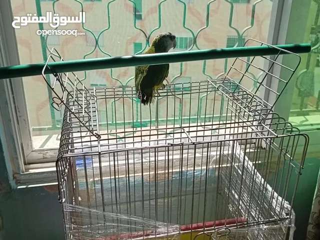 قفص كاسكو ثقيل  ماكليات اتوماتيكيه بتفصل القشر لحال و الحبوب لحال