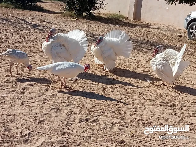 السلام عليكم العدد 6 3 دكور /// 3 اينات