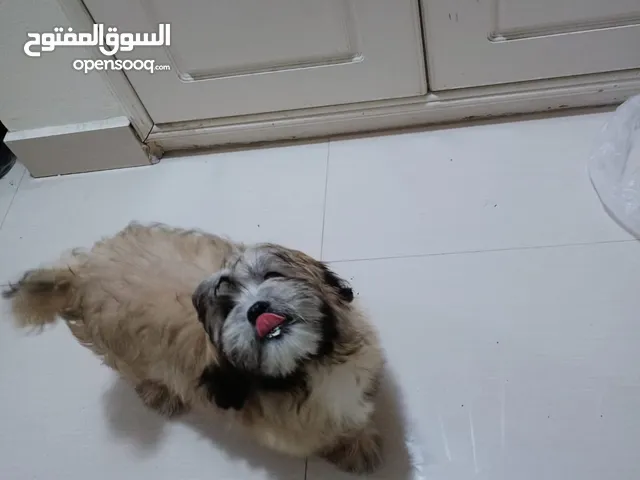 كلب للتبنى  من غير اى فلوس