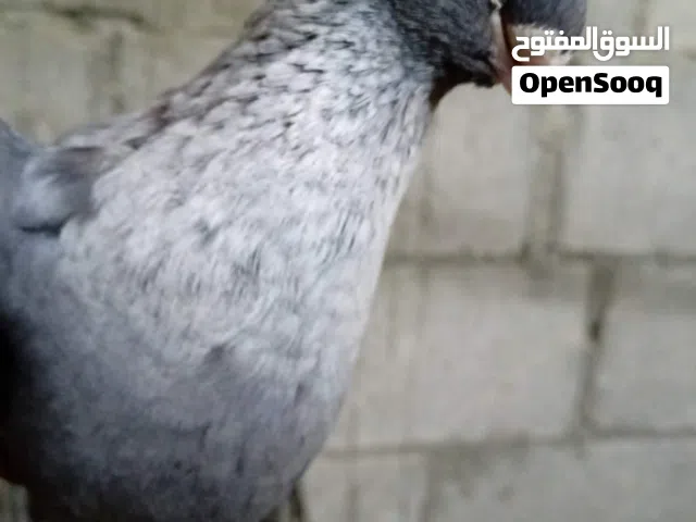 طيره قرقاطيه شغاله ام فراخ