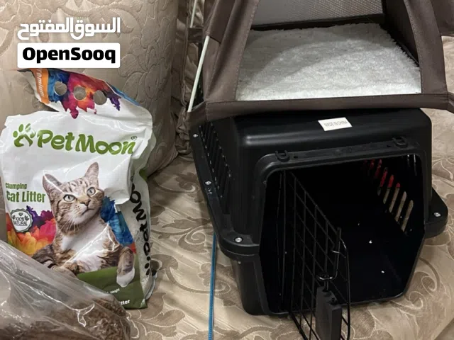 قطه شانشيلا للبيع