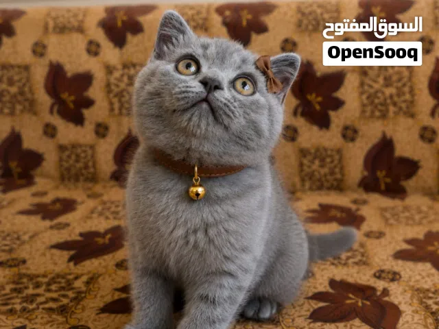 سكوتشا   انثى وذكر الثنين 50