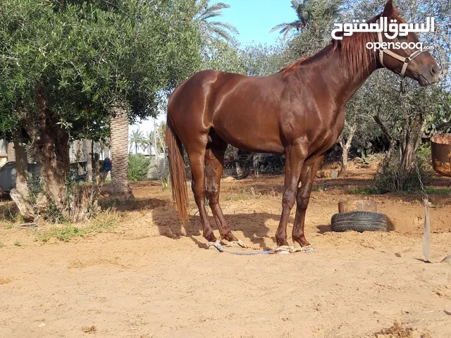 حصان للبيع