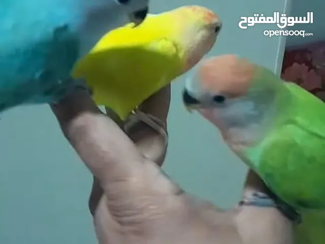 Hand tamed love bird chicke