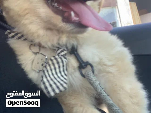 كلب جولدن بعمر 4 اشهر