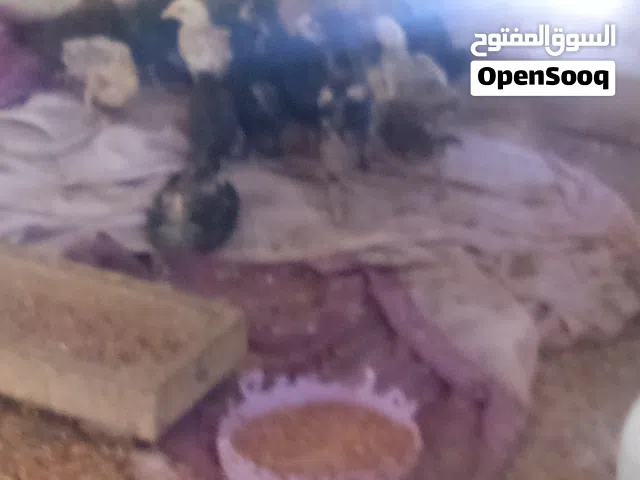 صيصان بلدي عمر شهر ب80قرش اقرا النص عمان جاوا