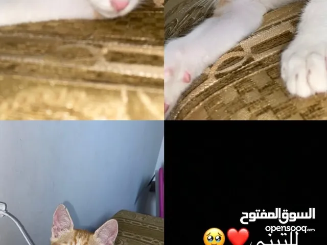 بندق بدور على بيت