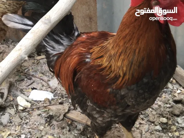 السلام عليكم ديج شمسي للبيع نقي وشرط التبزير نضيف وصحتة تمام ومرتب
