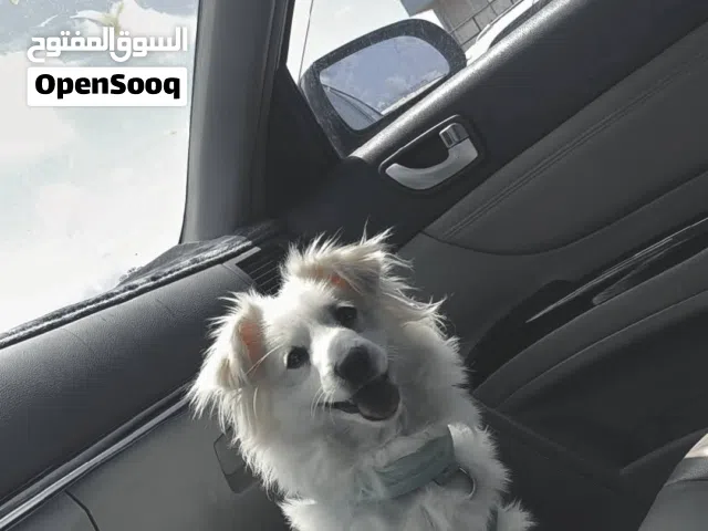 شيواوا زينة للبيع