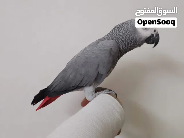 مطلوب جميع انواع الببغاوات