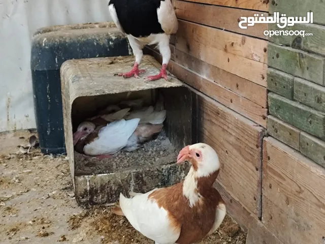 جوزين سكندراني شغالات ومكفولات