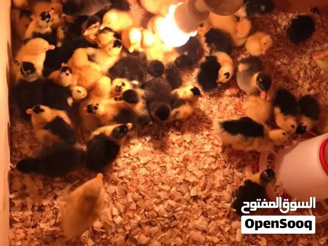 صيصان بط للبيع