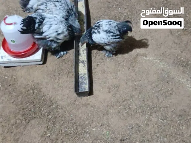 دجاجتين وديك براهما عمر 3شهور الله يبارك ماشاء الله يبارك ماشاء الله يبارك ماشاء الله يبارك ماشاء ال