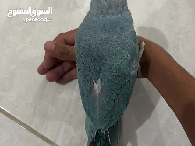 دره هولندي