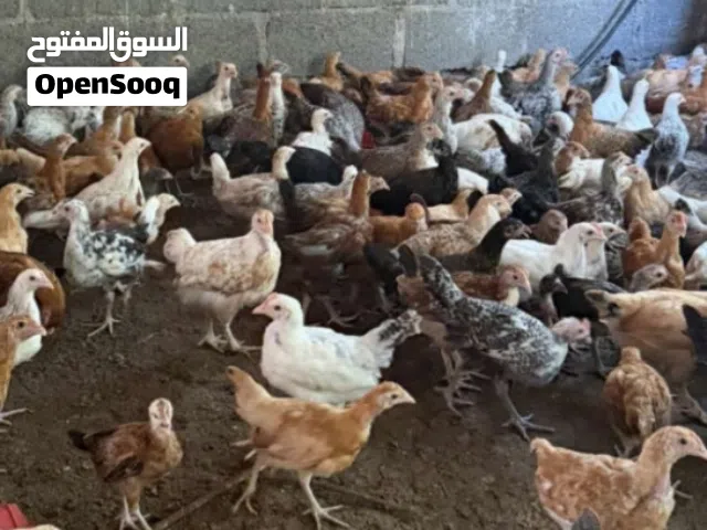 للبيع دجاج