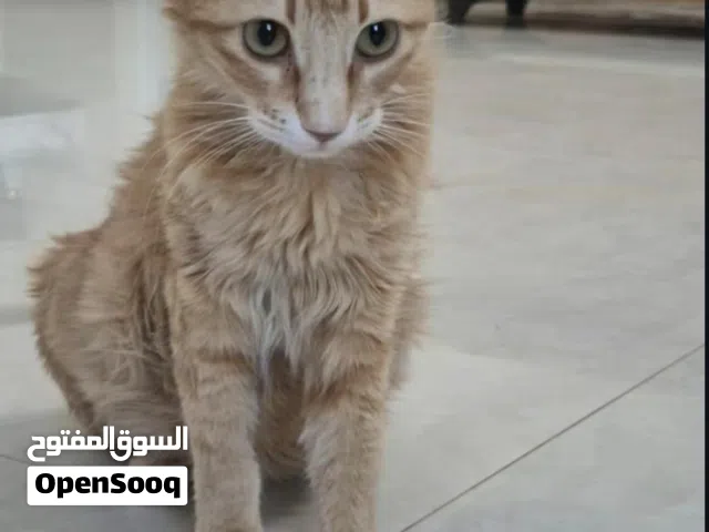 قطه للتبني