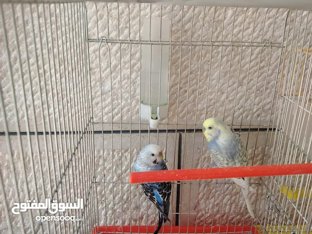 جوز حب نخب اول