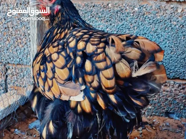 كلاي سبرايت