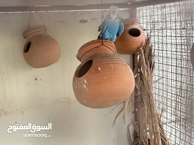 للبيع فقط : هوجو