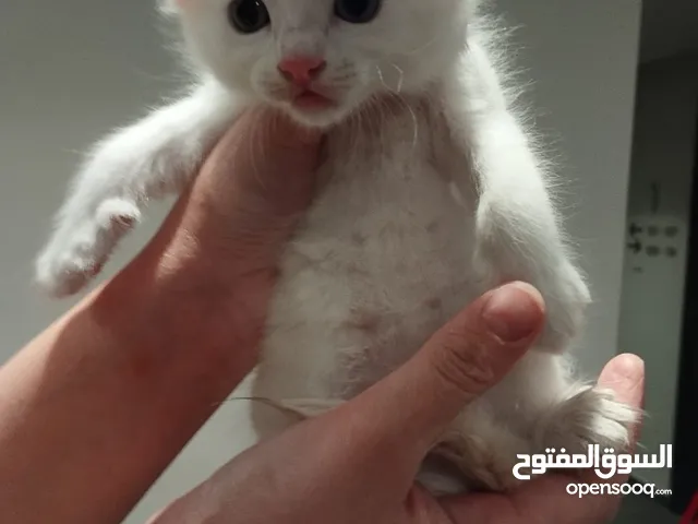 قطط صغيرة شيرازي للبيع مع الام