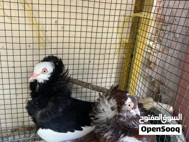 حمام زينه للبيع