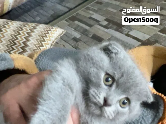 قط سكوتش بيور معه جميع اغراضه
