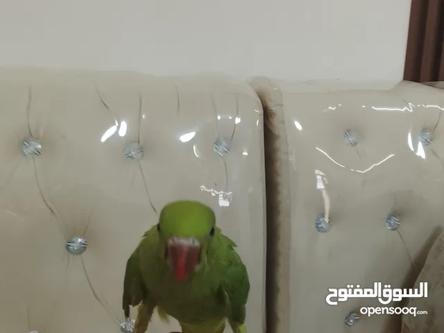 متوه لي البيع