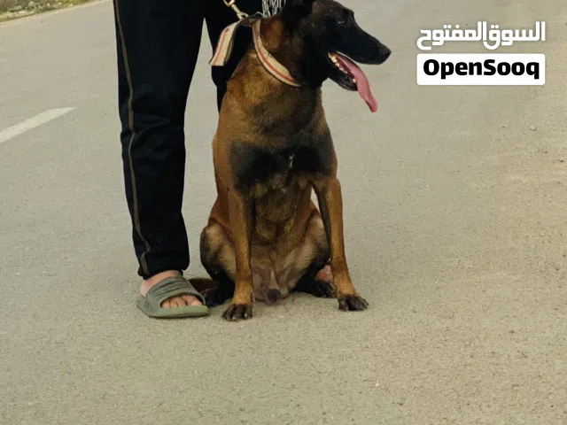 ذكر مالينوا للبيع مكان وادي الربيع القيو