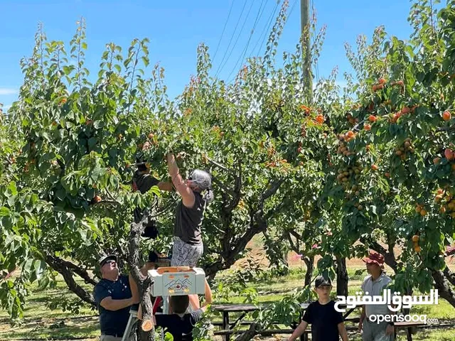 عقود عمل بكندا في مجال الزراعة