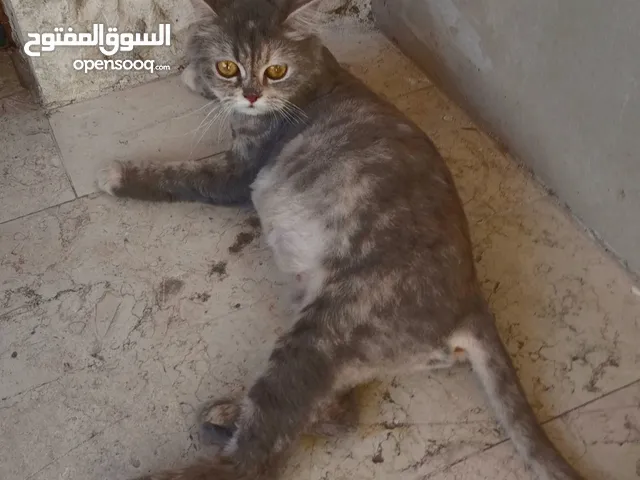 قطه شانشيلا أنثى حامل من بلدي مكس على وجه ولاده لون سكني عمر القطه 7 أشهر قطه جميله ومنزليه ومابتوسخ