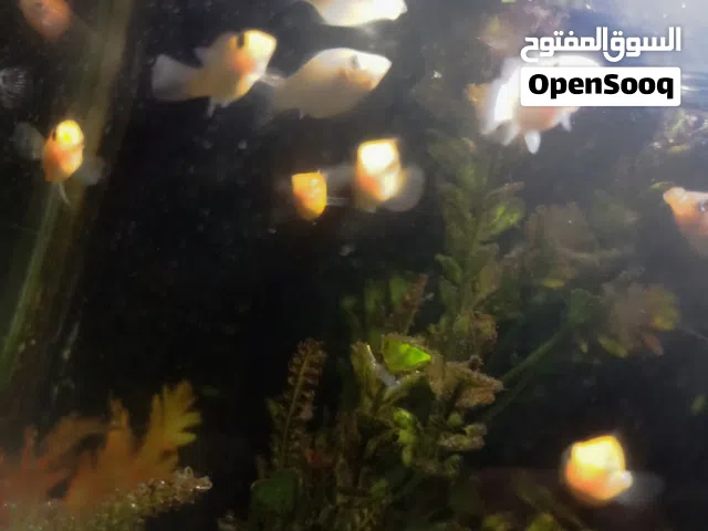 اسماك مولي للبيع