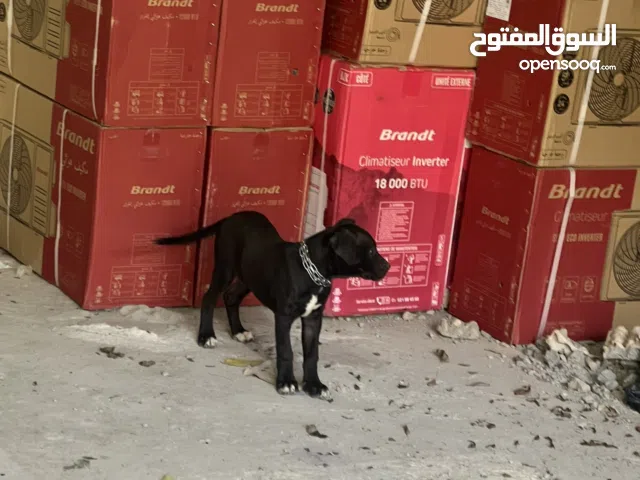 Dog almo للبيع عمرها شهرين او ايام 10