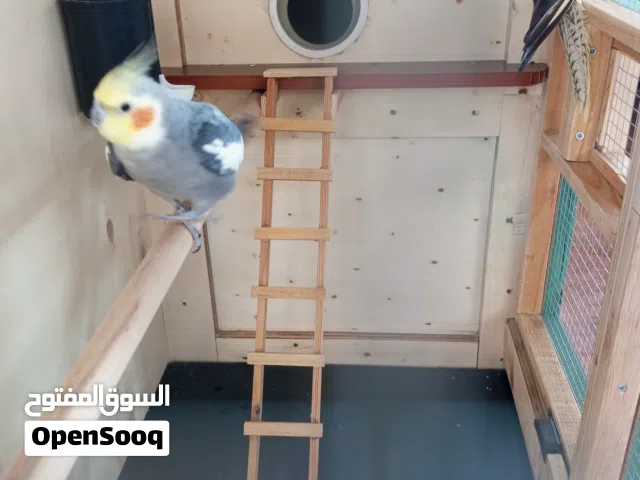 زوج كوكتيل بسم الله ماشاء الله  ذكر وأنثى صحة ونظافة