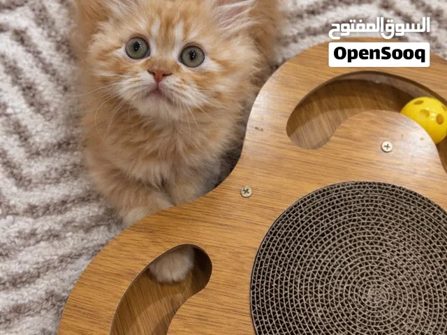 British Longhair (شيرازي بريطاني)