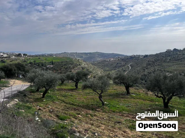 Farm Land for Sale in Salt Al Maghareeb